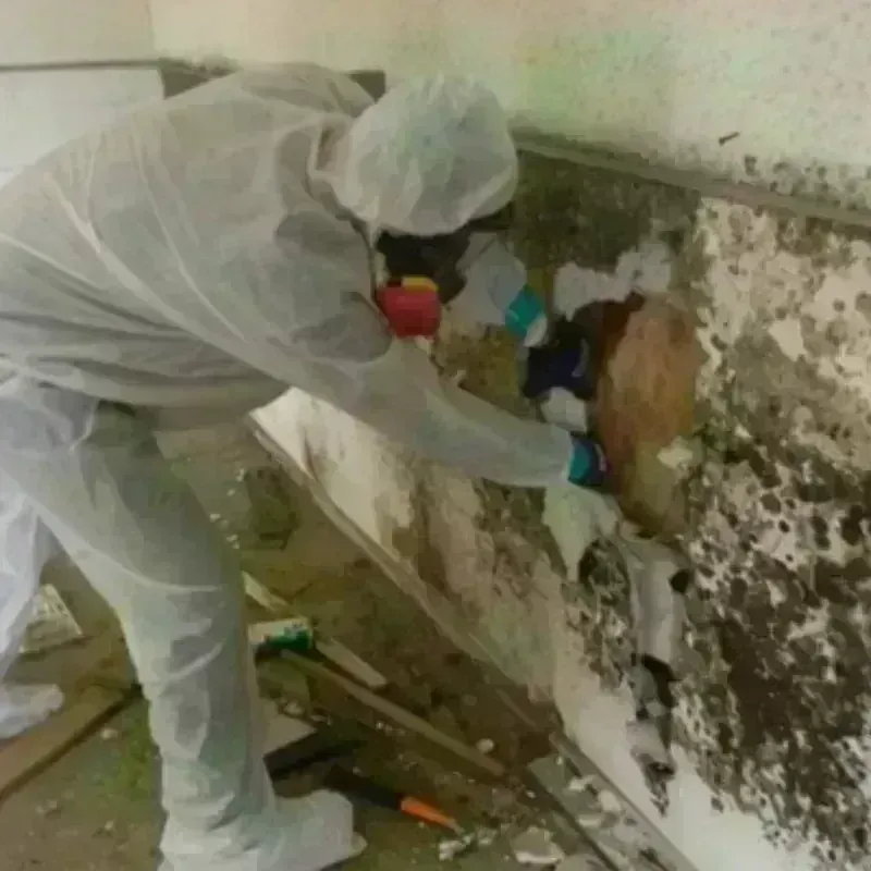 Mold Remediation and Removal in Shady Spring, WV